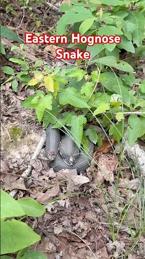 Eastern Hognose Snake Found in My Woods