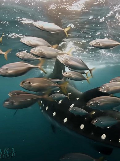 Amazing Ocean Edits: Pacific and Atlantic Ocean Mash-up