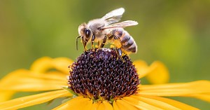 'Biodiversity, ecosystem services and sustainability: is it time for…