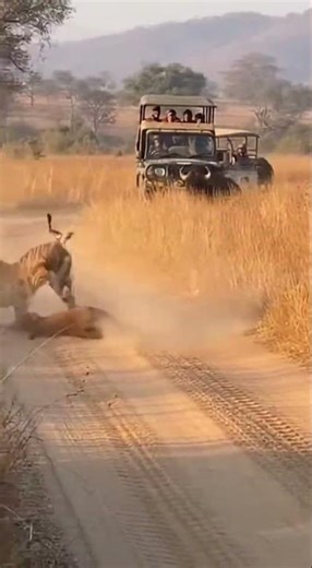 tiger vs buffalo pov #wildlife #wildlifeentertainment #animals