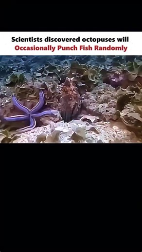 inside.science_ on Instagram: "🐙 The Octopus — The Ocean’s Genius with a Temper Follow @inside.science_ for more mind-bending wonders from marine biology and animal intelligence 🌊🔬 Octopuses are among the most intelligent creatures in the ocean — masters of disguise, problem-solving, and, surprisingly, emotion. In recent studies, scientists observed something unexpected: octopuses sometimes punch fish. 🥊 While some strikes are for hunting or defense, others appear to be acts of annoyance or 