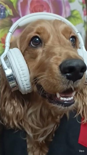 cute Cocker spaniel dog 🐕🐶