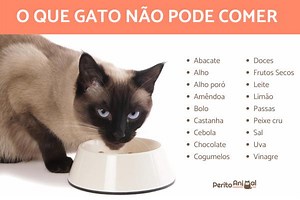 O que GATO NÃO PODE COMER - Lista de alimentos proibidos!