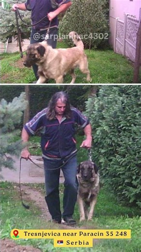 Dog Slideshow That Holds Attention #shortdogvideo