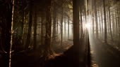 Time lapse shot of sunlight moving among trees in coniferous forest....