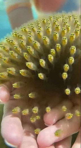 Baby Pufferfish Swarm in My Hands! 🐡