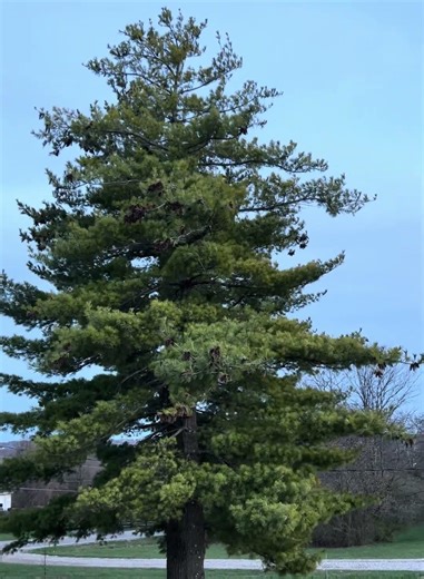 Nature White Noise: Giant Tree Moving in the Wind! Subscribe to see more