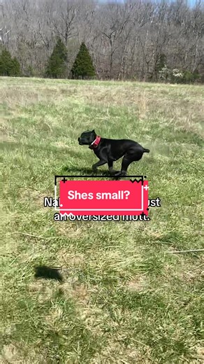 Understanding Cane Corso Misconceptions