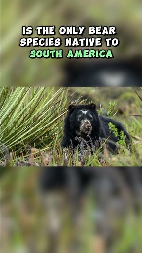 Top Ten Animals of the Andes Mountains: The Spectacled Bear