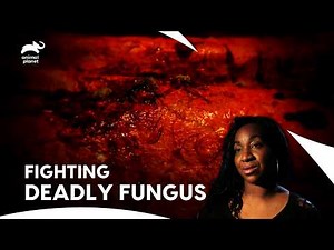 Unseen Danger: Valley Fever Attacks 6-Year-Old's Lungs | Monsters Inside Me | Animal Planet