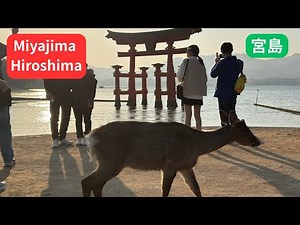 Unforgettable Moments in Miyajima Japan