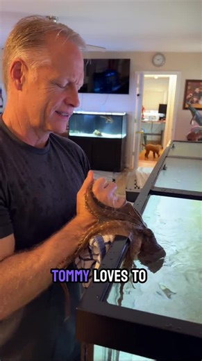 Tommy the Bimac Octopus: Adorable Interactions