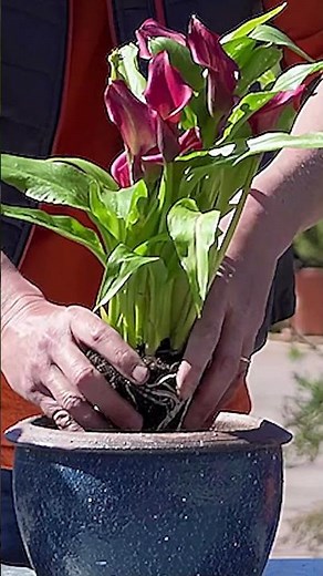 ¿Cómo trasplantar tus calas o lirios de agua?