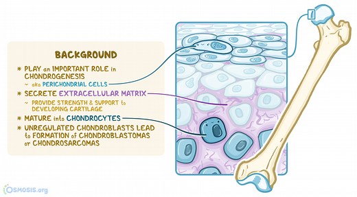 Chondroblasts: What Are They, Function, and More | Osmosis