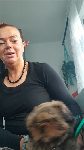 This lad is going for his first time at the vets an a harness fitting lol | Nikki Kamala Cain