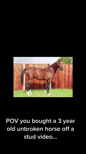 What a journey its been but finally getting ro start all thw good adventures now and seeing the perks of backing your own youngster. #warmblood #horse #younghorse #equestrian #equine #horseriding #equestrianlife