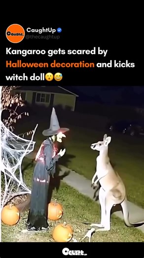 CaughtUp on Instagram: "🎃 Trick or kick! A kangaroo was caught on camera getting startled by a Halloween witch decoration—then delivering a swift, perfectly timed kick that sent the spooky prop flying. 🦘💥 ✨ The clip has since gone crazy viral, with fans calling it one of the funniest moments of the Halloween season. From fright to fight in 0.2 seconds—this kangaroo’s reflexes are pure action-movie level! 😂🧙‍♀️ ✨ Double-tap if this made you laugh out loud, and tag a friend who’d totally reac