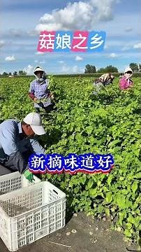 菇娘之乡海伦市，大地采摘什么样#优质农产品 #我为家乡农产品代言 #源头好货 #抖音助农 #原产地采购#雨奈何云 #生活 #東北