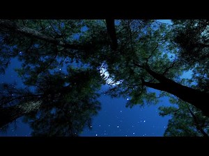 Crickets & Gentle Wind Sounds At Night | Nature Ambience for Sleep & Relaxation | 10 Hours