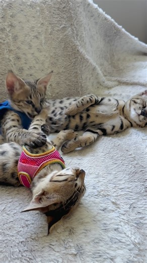 Who is who 👀 F2, F4, F6 #meow All our kittens are so gorgeous, but who is who? Let’s see who can guess first. Comment below👇 * * * #fyp #kittens #gatos #catvideo #savannahkitten | Savannah Seattle