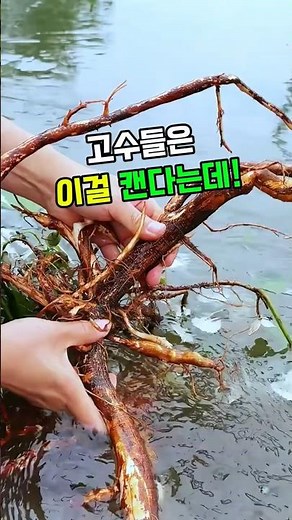 모시풀뿌리 #저마근 #모시송편 #약초 #자연약초 #지혈작용 #산후관리 #건강차 #전통약초 #자연치유