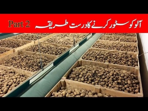 How Potato Cold Storage Works | How to Store Potatoes | Cold Storage Facility Tour | Village vlog 2