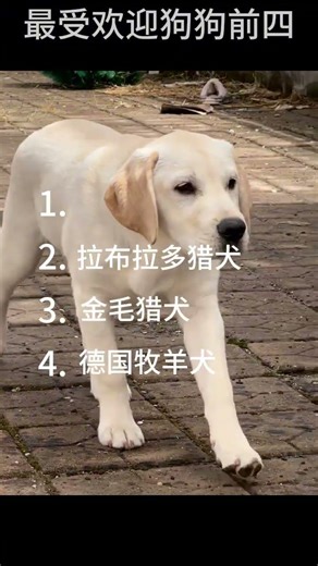 Most Popular Dog Breeds #doglover #ranking