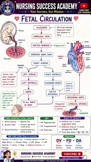 🫀 Fetal Circulation Made EASY! 👶🩺 #nursingsuccessacademy