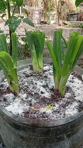 how to neutralize soil pH using agricultural lime #gardening