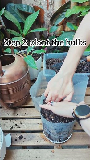 Growing Caladiums from Bulbs for Beginners 💚 #caladiums #indoorgarden #houseplants