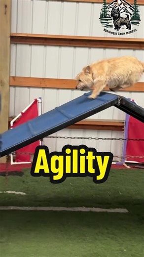 First Day of Agility Training with Cairn Terrier