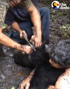 4.7M views · 18K reactions | This bear had a bucket stuck on his head — and it took a whole crew to help him get it off. | The Dodo | Facebook