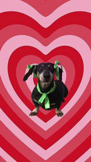 Bellota's Unrequited Love | Las Chicas Superperrunas