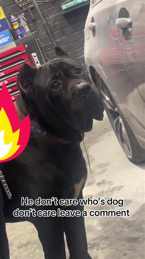 Capone's Dog Training Tips: Teaching Commands