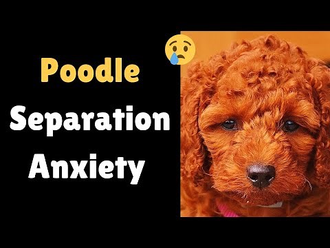 How to Leave your Poodle alone at Home? | Poodle Separation Anxiety |