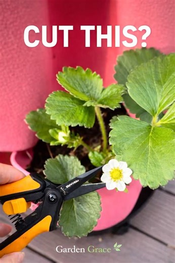 Cut Strawberry Flowers… or Regret It Later