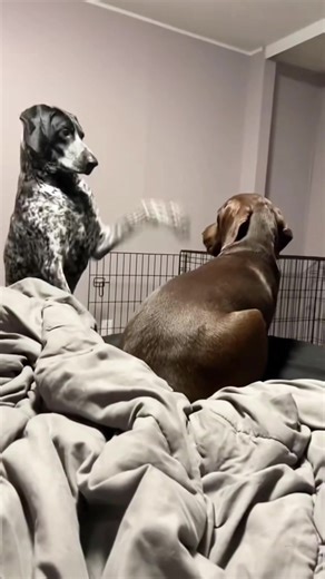 Hilarious Moments with Two Dogs at Home