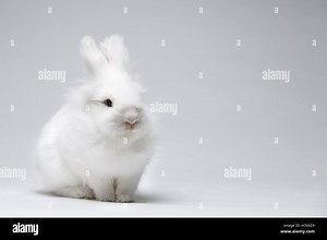 Video of white rabbit on blue screen Stock Photo - Alamy