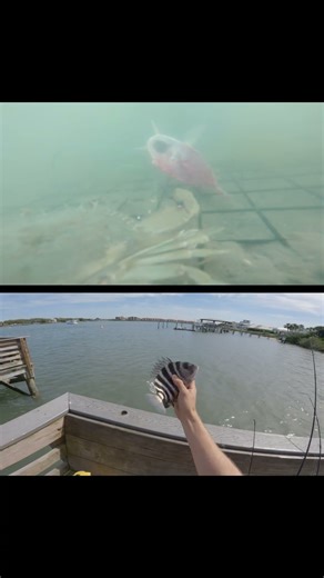 Baited GoPro in the crab trap #fishing