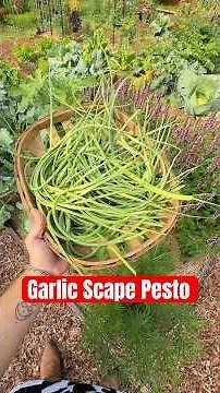 It’s time for garlic scape pesto!! 🧄🌿✨#harvest #garden #yum