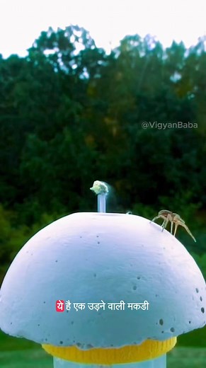 24K views · 740 reactions | Flying Spider #science #sciencefacts #viral | Vigyan baba | Facebook