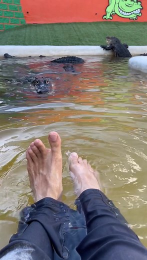 302K views · 10K reactions | “But they look tame, they won’t hurt...