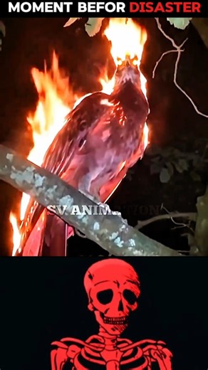 How Is This Bird On Fire?! 😨🔥