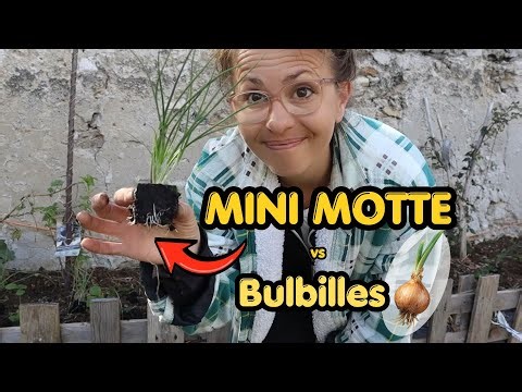 Planting onions: Small plugs or sets? #vegetablegarden #gardening #garden