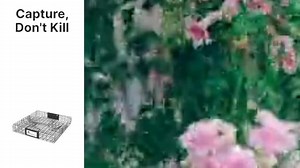 Watch Rugged Ranch SQR Squirrelinator Metal 2 Door Trap on Amazon Live