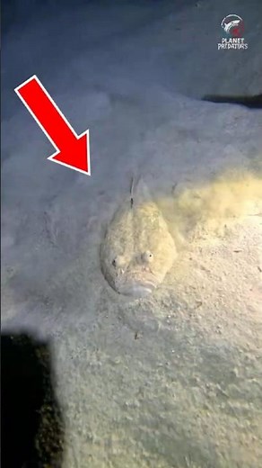 You’ll Never Spot a Stargazer Fish in the Ocean 👀