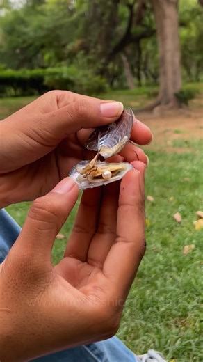 ✨ “Every pearl hides a story of love… what’s yours?” ✨ Unbox the mystery. Reveal the love. 💖 The Mysterious Cultured Love Pearl Necklace isn’t just jewelry — it’s a hidden promise of forever. Visit our official website: www.rudrakshicraft.com [Love Pearl Box, Wish Pearl Necklace, Real Pearl in Oyster, Oyster Pearl Necklace Kit, Love Pearl Jewelry, Hidden Pearl Gift Box, Make a Wish Pearl Box, Real Pearl Discovery Kit, Romantic Pearl Necklace, Unique Pearl Pendant, Heart Shaped Pearl Necklace, E