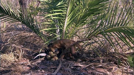 BBC Life 2009 - 1 part 1/2