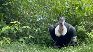14K views · 809 reactions | Here I am working on holding my head very still for my eye drops! Cooperating in my own care to make sure my eyes stay healthy! | Andy N. Condor | Facebook