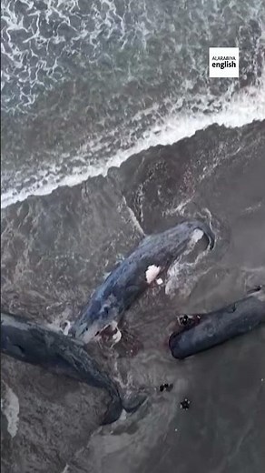 Whales Washed Ashore By Tsunami In Japan